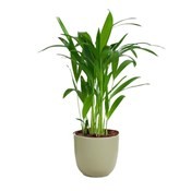 Goudpalm (Dypsis Lutescens) 