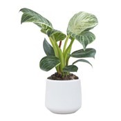 White Wave (Philodendron Birkin) 
